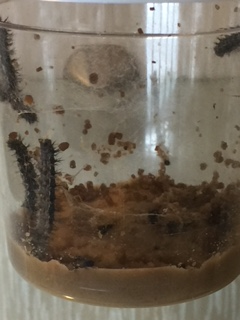 Cup of caterpillars 